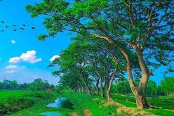 Enchanting Beauty of Trees and Nature in Bangladesh