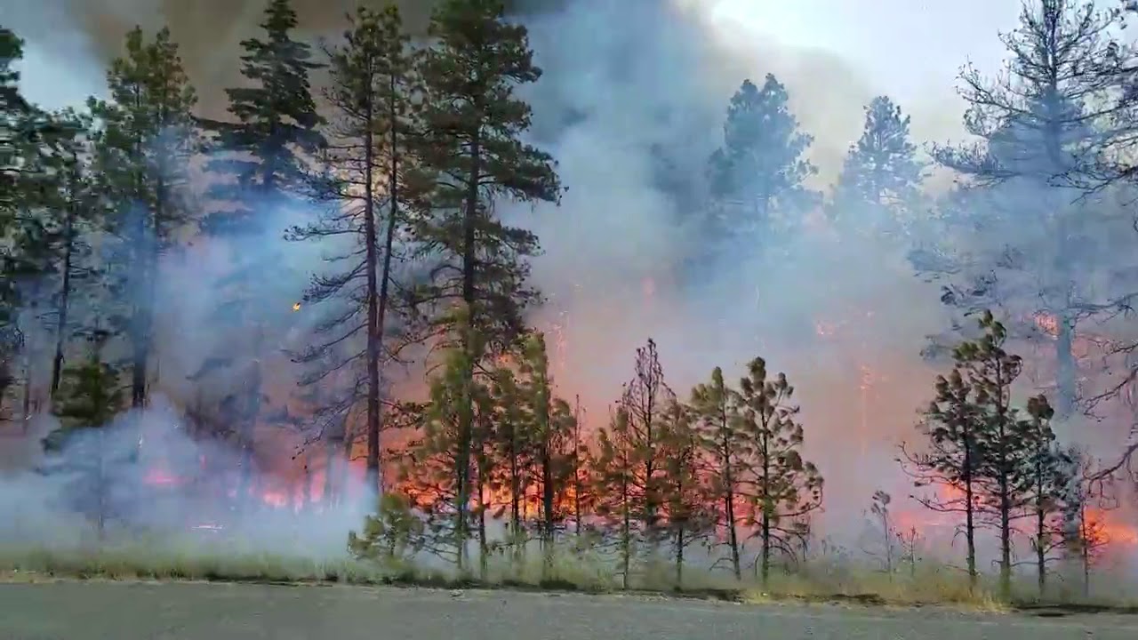 Winner in Wildlife category